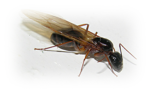 photo-fourmi-volante (1).png